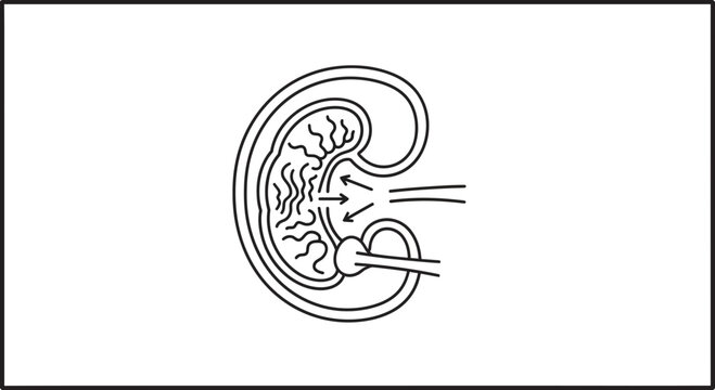 Kidney anatomy illustration: Glomerulus filtration and tubule reabsorption process
