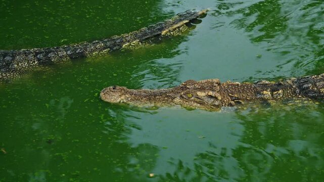 A motion of crocodiles swimming in green water, showing a dangerous reptile with an eye peeking above water surface, closeup animal video clip.