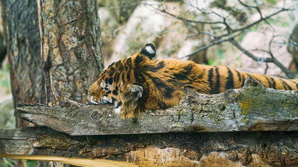 tiger in zoo © JJTaves