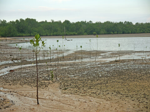 Sebung River on Bintan island on low tide with Mangrove seedlings and many Mud Creeper snails in the sand