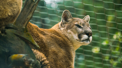 mountain lion closeup © JJTaves