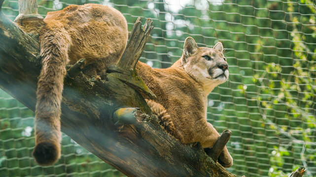 mountain lion on a branch