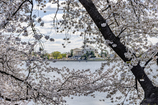 Cherry Blossoms - Tidal Basin