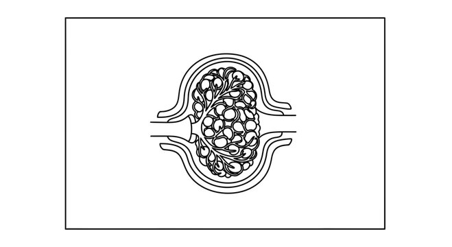 Medical illustration of a lymph node with lymphocytes and afferent lymphatic vessel