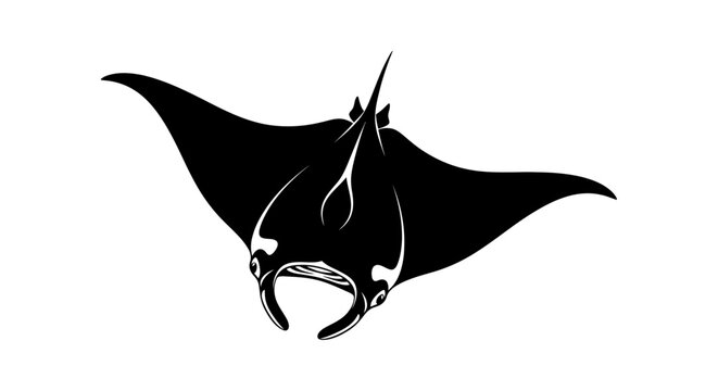 Black and white manta ray vector illustration isolated