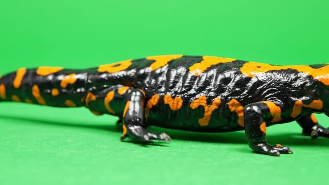 Close-up view of a vibrant black and yellow fire salamander against a plain green background.