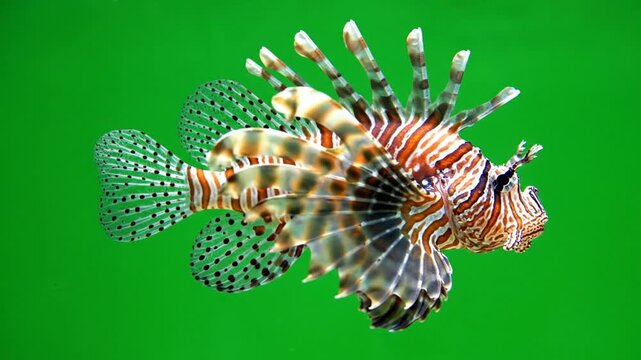 A striking lionfish with elaborate striped patterns and venomous spines swims gracefully against a vivid green background.