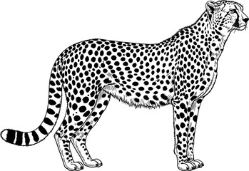 Detailed cheetah coloring page vector illustration with realistic wild leopard spots and outline black and white hand drawn sketch design isolated on white background for kids © MstBizly