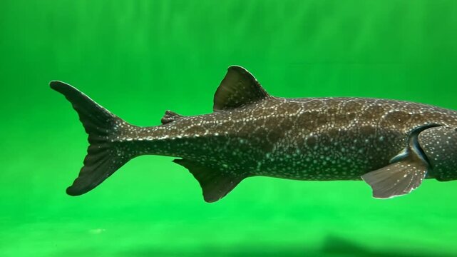A large, dark-bodied fish with textured skin and fins swimming against a vibrant green background, showcasing its unique aquatic form.
