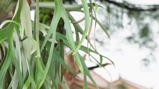 A lush Staghorn fern (Platycerium) growing as an epiphyte on a dark tree trunk. The image captures the unique shield fronds and long, drooping fertile fronds against a soft, blurred green garden backg