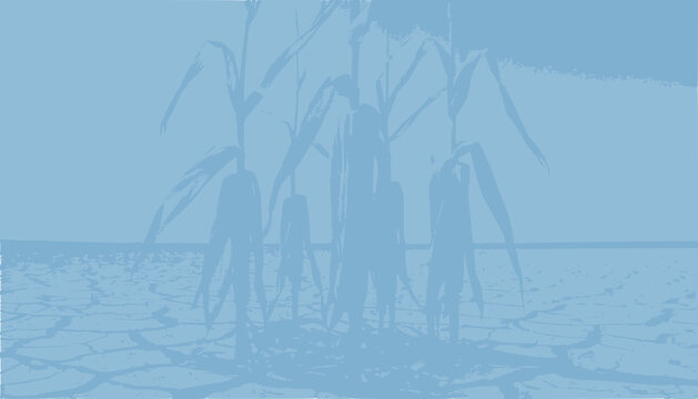 Dry Cracked Earth With Wilting Corn Stalks Under Blue Sky