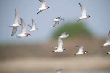 Fototapeta premium Nature in motion: Thousands of shorebirds taking flight on their