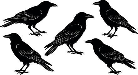 Obraz premium Set of Five Black Crow Silhouettes in Different Poses Isolated on White Background Vector Illustration