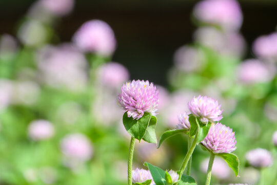 Close-up of pink globe amaranth flowers blooming in a spring garden with soft green bokeh background, macro photography featuring natural sunlight and copy space for web design and advertising.