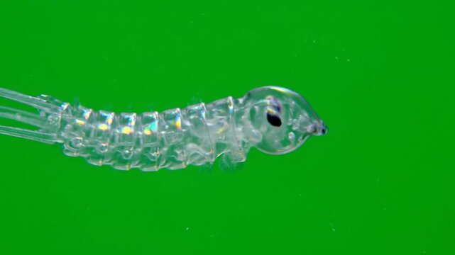 A translucent aquatic larva with segmented body and visible eye against a vibrant green background.