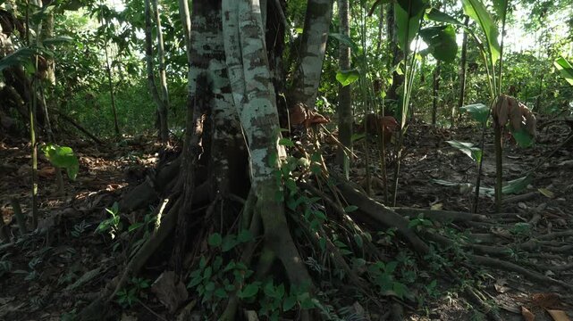 Sunlight filters through the dense Amazonian forest, illuminating gnarled tree roots and trunks. Ideal for nature documentaries or environmental studies.