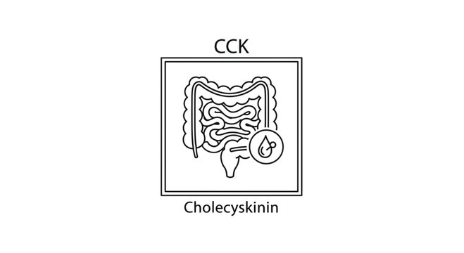 Cholecystokinin CCK hormone digestive system icon, medical illustration