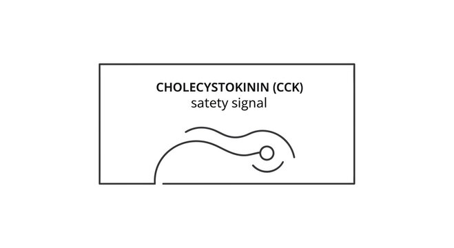 Cholecystokinin CCK satiety signal illustration