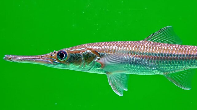 A close-up side view of a long-nosed gar fish swimming in clear water with a vibrant green background.