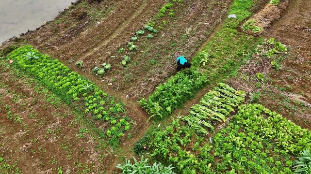 Elderly Farmer Picking Leafy Greens in Secluded Vegetable Patch, Rural Tranquility