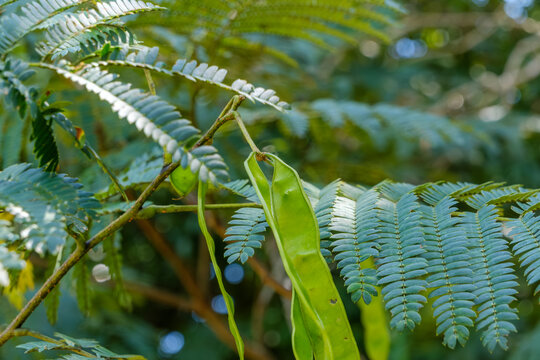Green seed pods of Leucaena leucocephala hanging from a branch with feathery leaves in the bright summer sunlight, natural landscape in Japan with copy space.