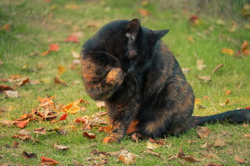 cat on the grass licking © Swung