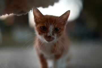 portrait of a cat © Swung