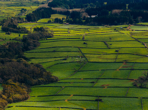 Aerial view of lush green pastures divided by traditional stone walls with grazing cattle on Terceira Island, Azores, Portugal.