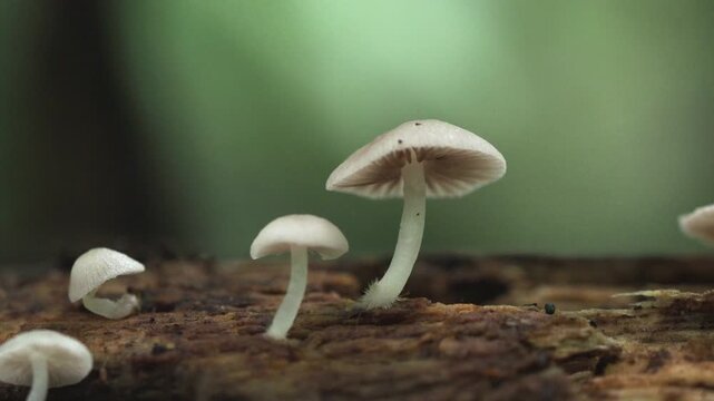 Tiny Tropical Fungi on Decaying Jungle Log
