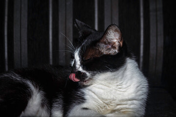 black and white cat showing tongue © Greg Oliveira
