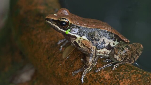 Polypedates Leucomystax Croaking Near Water