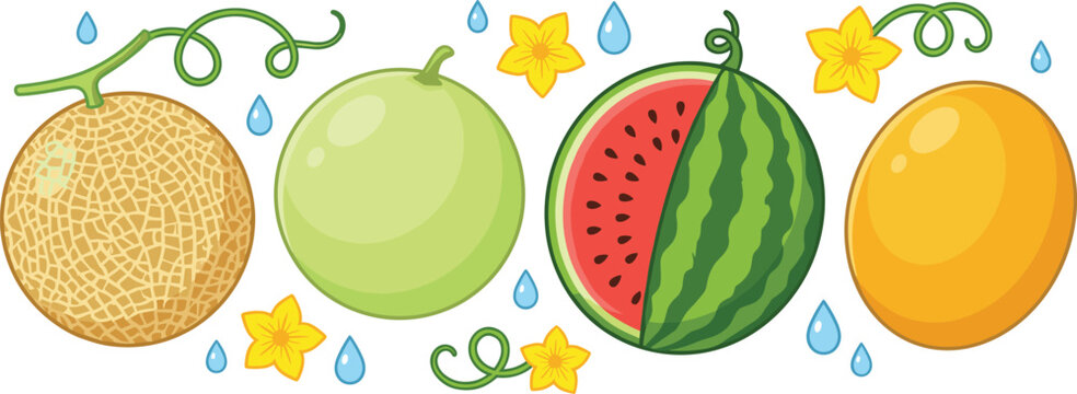 Summer Melon Collection Vector Illustration Featuring Whole Cantaloupe, Honeydew, Sliced Watermelon, and Canary Melon with Botanical Vines, Yellow Flowers, and Water Droplets