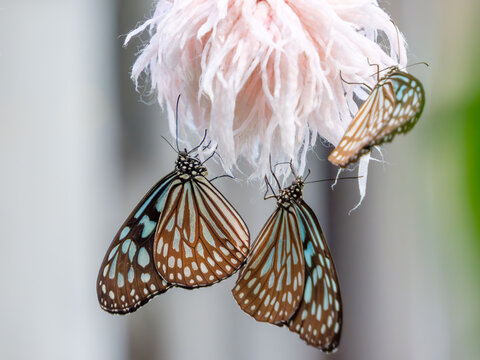 Three Chestnut Tiger butterflies perched on a pink fibrous flower with soft bokeh background, macro photography capturing intricate wing patterns for nature and environment design