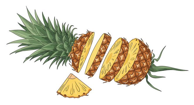 Whole pineapple fruit sliced into several circular pieces on a plain white background in vector illustration style.