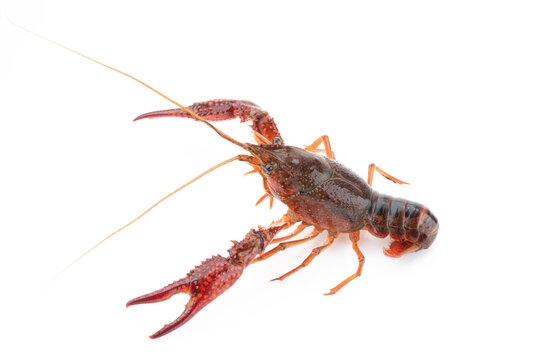 Freshwater Crayfish as Ingredient Produced in Yangzhou, Jiangsu, China