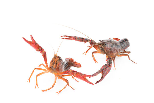 Freshwater Crayfish as Ingredient Produced in Yangzhou, Jiangsu, China