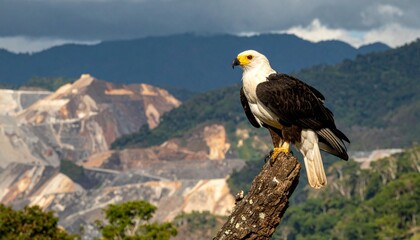 Fototapeta premium Majestic eagle perched on branch with mountain landscape background