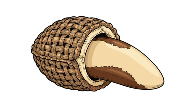 Detailed hand drawn illustration of a single brazil nut still inside its thick brown woody shell shown in a vintage drawing style.