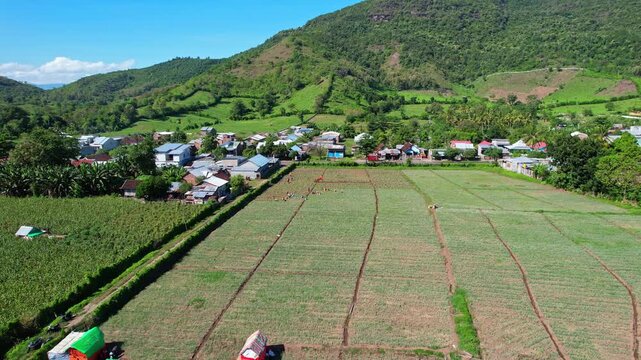 Diving aerial drone footage of local farmers picking the harvest of red onions in a flat big field, surrounded by hills and houses around, in Dompu regency, Sumbawa island, Indonesia