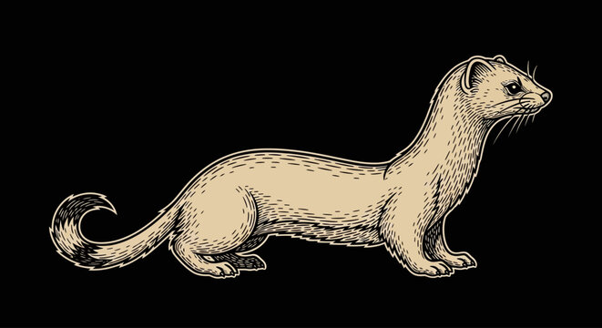 Vintage weasel illustration, beige animal drawing, wildlife art, vector graphic