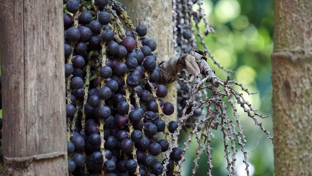 Dark Purple Palm Fruit Clusters Hanging On Tropical Palm Tree Trunk