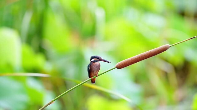 Vibrant wild common kingfisher bird perched gracefully on a cattail reed against a bright green beautifully blurred natural background.