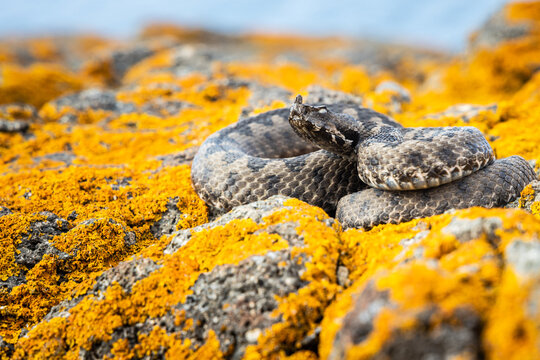 Nose-horned viper (Vipera ammodytes). Close encounter with a venomous snake. Snake is preparing to attack. 