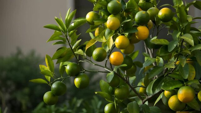 Vibrant citrus tree with green and yellow fruits in sunlit garden 4K Ai HD high quality video.