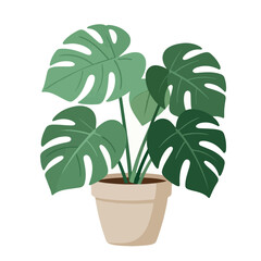 Monstera deliciosa houseplant vector illustration, tropical swiss cheese plant in ceramic pot, green indoor foliage for home decor and interior design © Rafiul2007