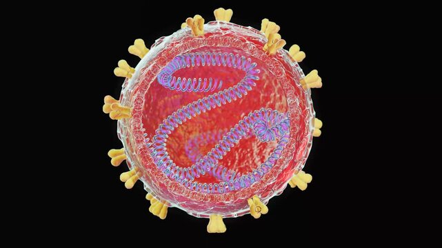 hantavirus under microscope with RNK, 3d style, video 4k, view of the cell from the outside and inside