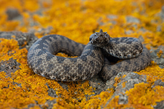 Nose-horned viper (Vipera ammodytes). Close encounter with a venomous snake. Snake is preparing to attack. 