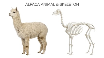 Fototapeta premium Beige Alpaca and White Skeleton Standing Side by Side on White Background
