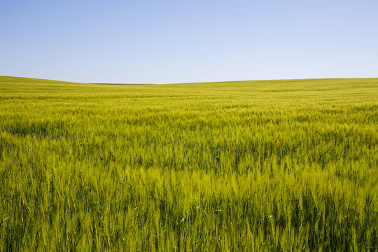 Panorama view of green wheat field.