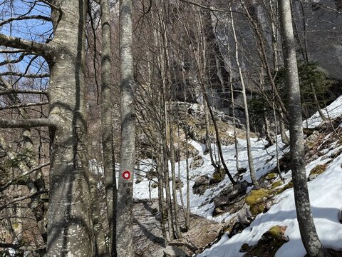 The last remnants of spring snow on the mountain and in the Klek Botanical Reserve - Ogulin, Croatia (Posljednji ostaci proljetnog snijega na planini i u botaničkom rezervatu Klek - Ogulin, Hrvatska)